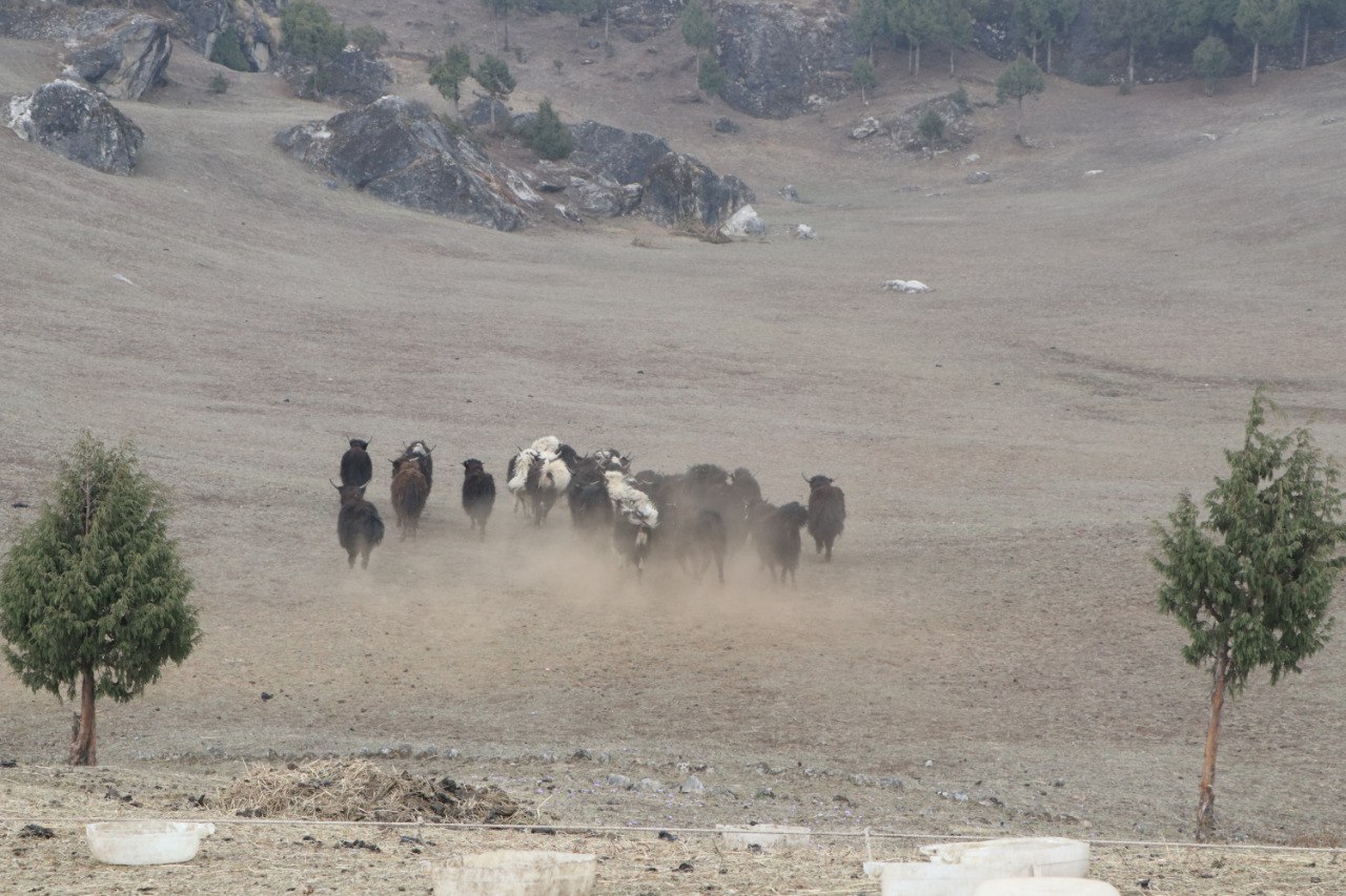 Yak and Nak 2.jpg